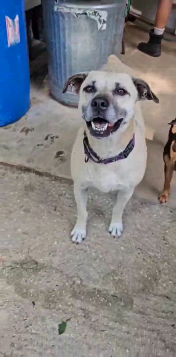 Enlarge Topanga (Available in Florida), a Adoptable mixed breed in BONIFAY, FL video 6/6