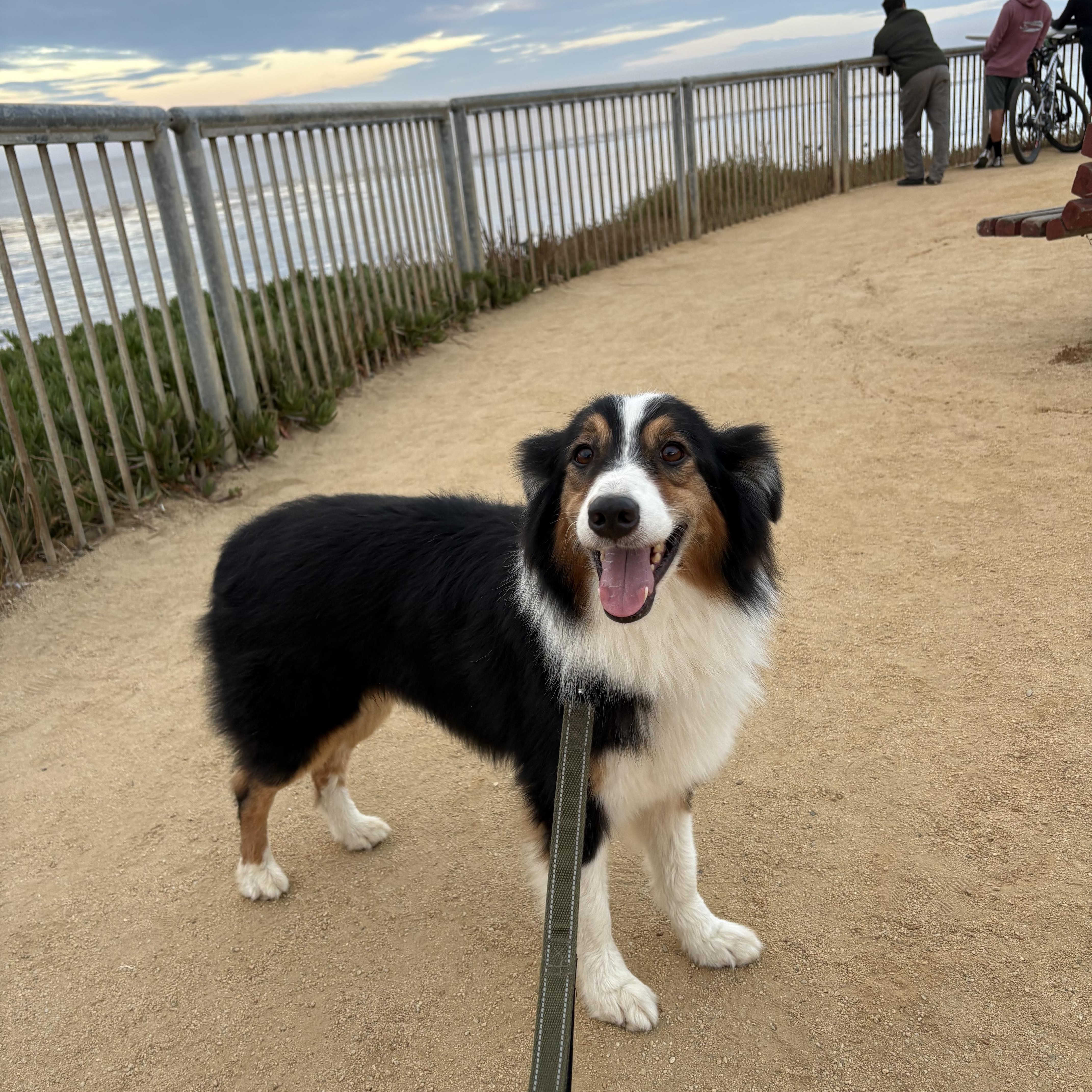 Enlarge Roofus, a Adopted Border Collie in Reedley, CA image 1/5