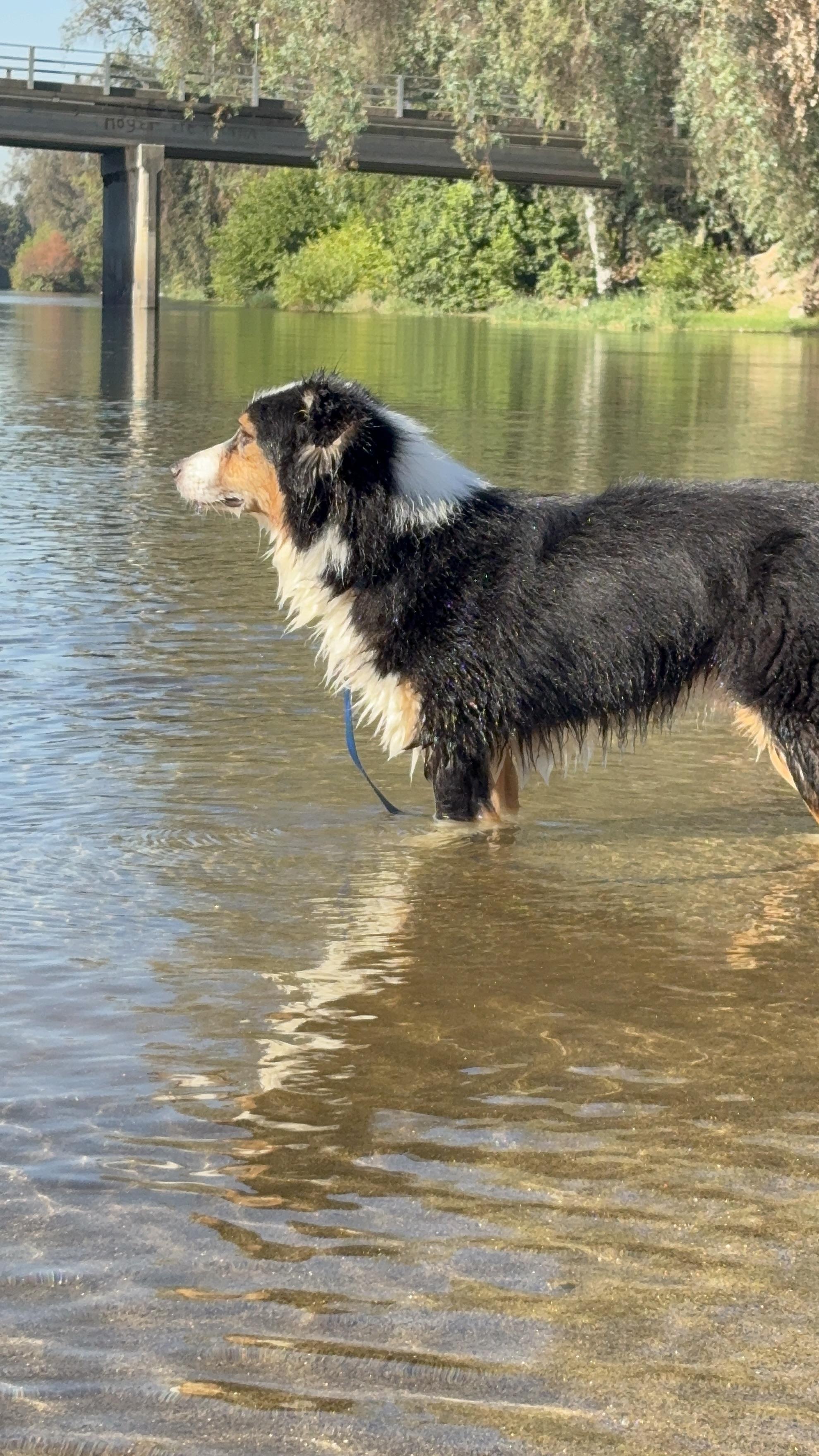 Enlarge Roofus, a Adopted Border Collie in Reedley, CA image 5/5