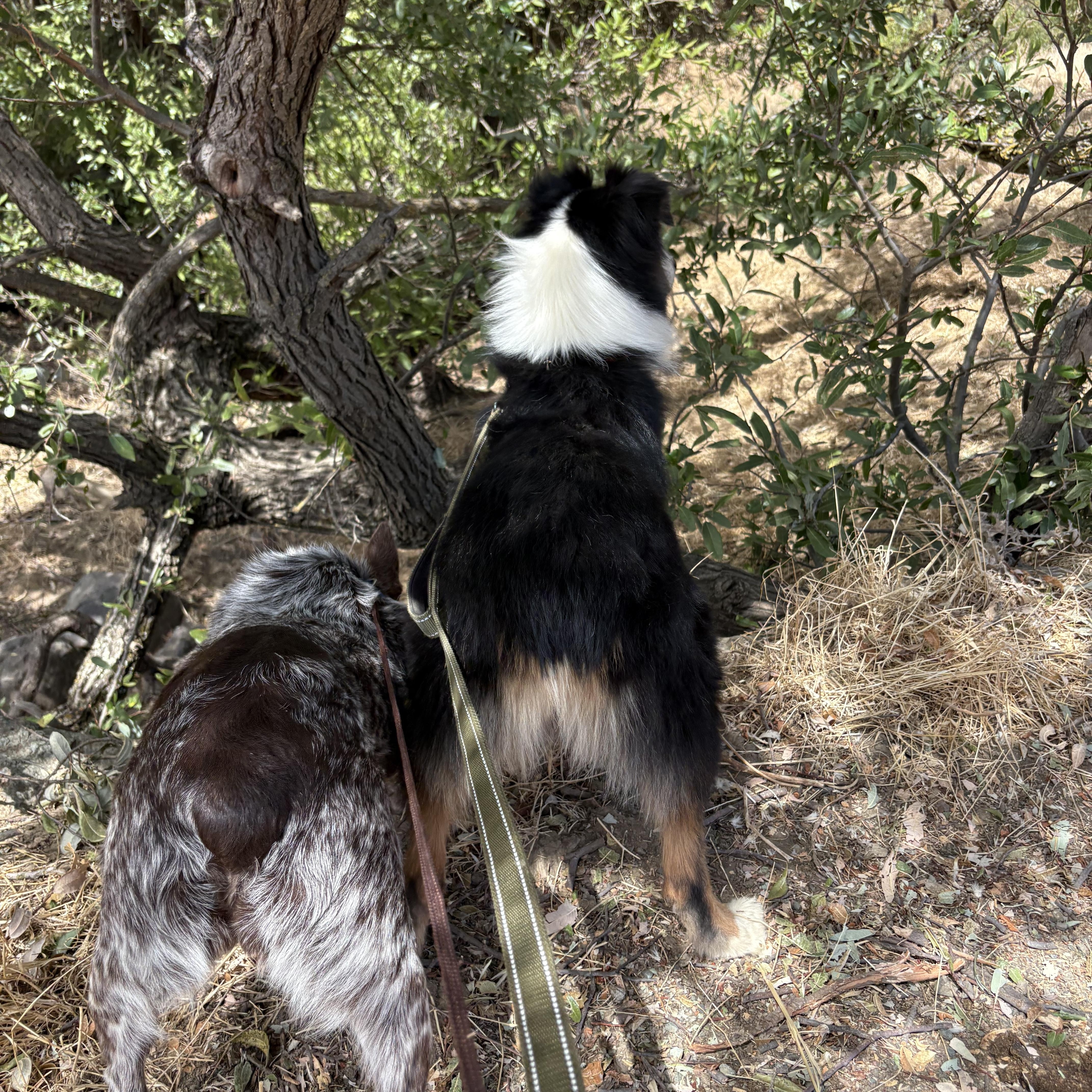 Enlarge Roofus, a Adopted Border Collie in Reedley, CA image 3/5