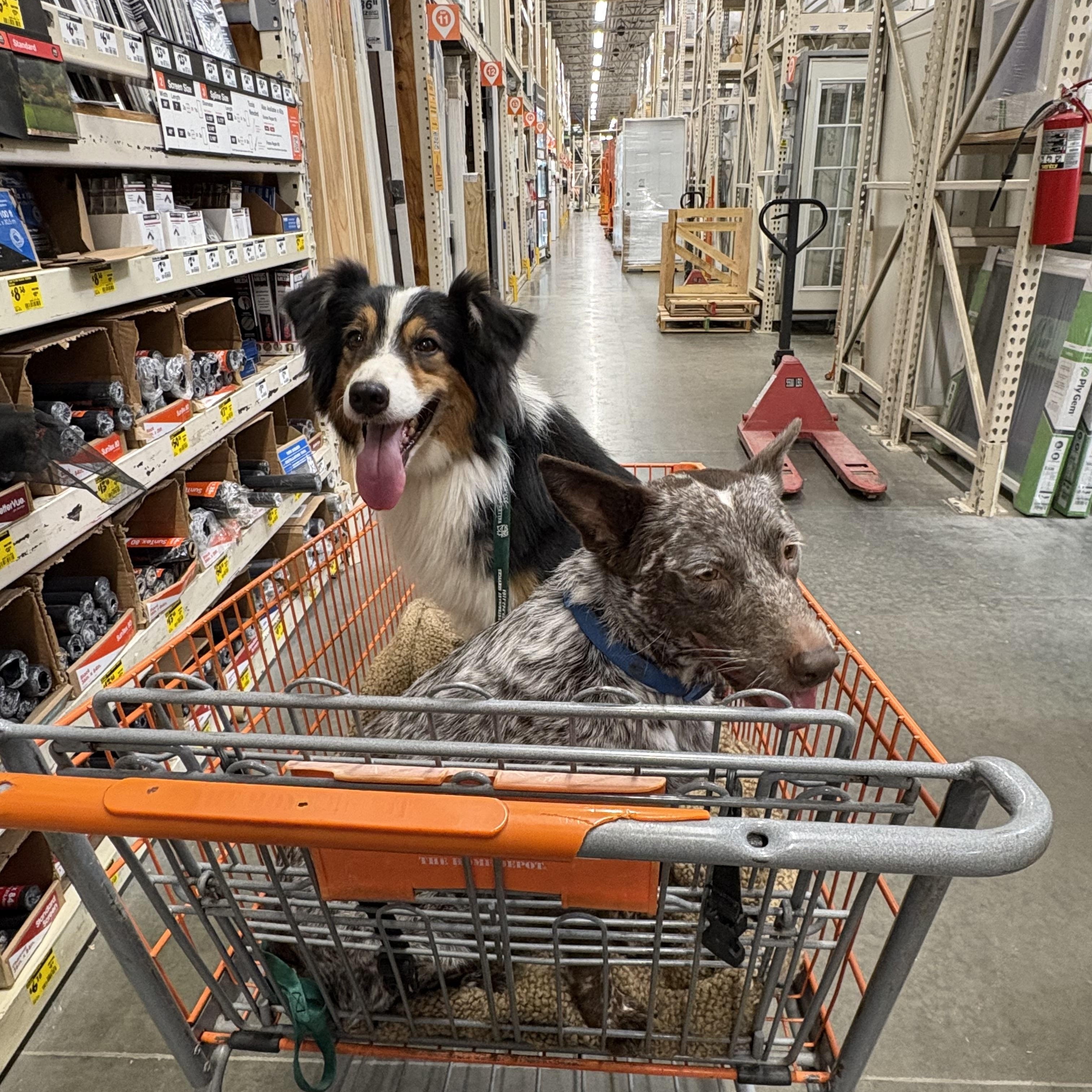 Enlarge Roofus, a Adopted Border Collie in Reedley, CA image 4/5