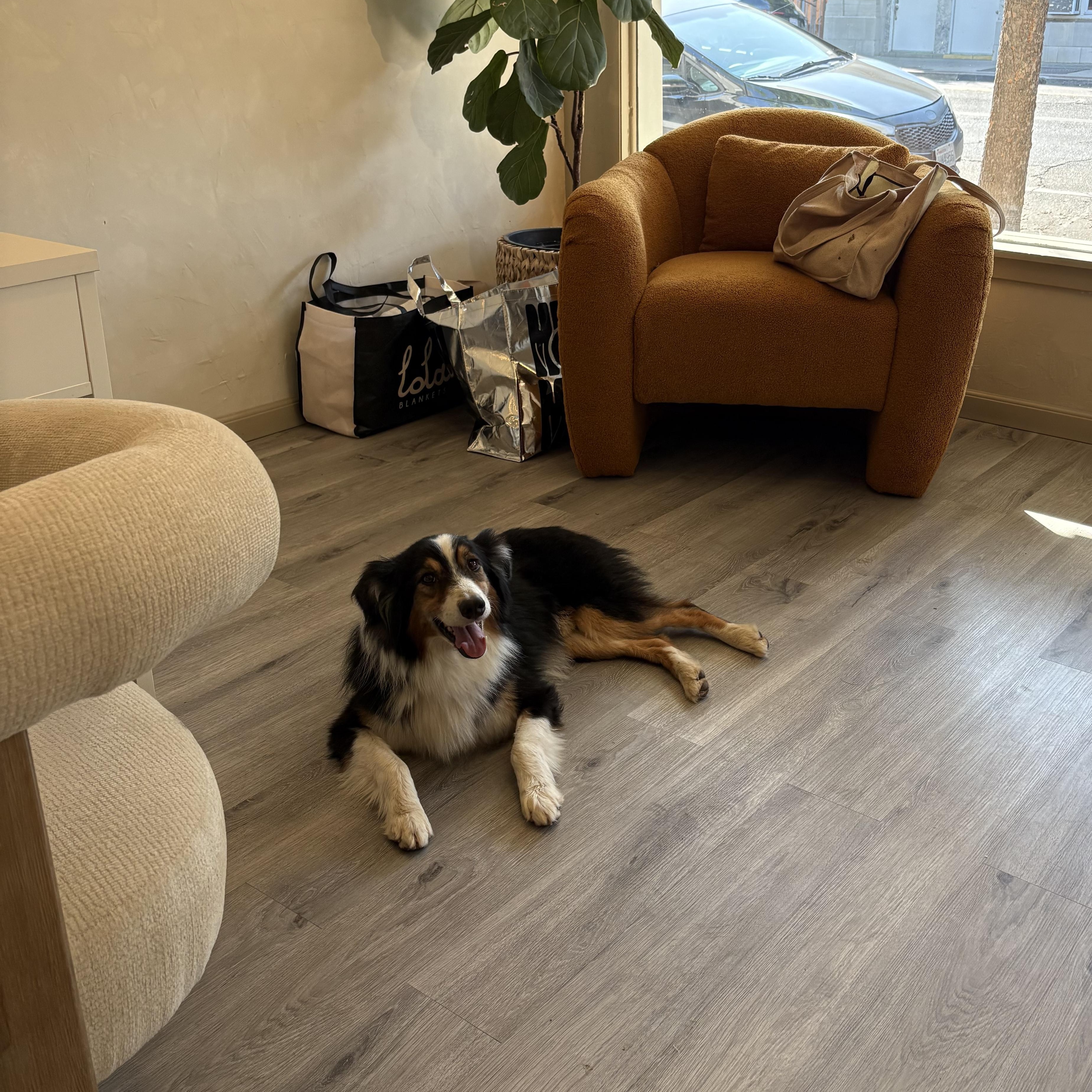 Enlarge Roofus, a Adopted Border Collie in Reedley, CA image 2/5
