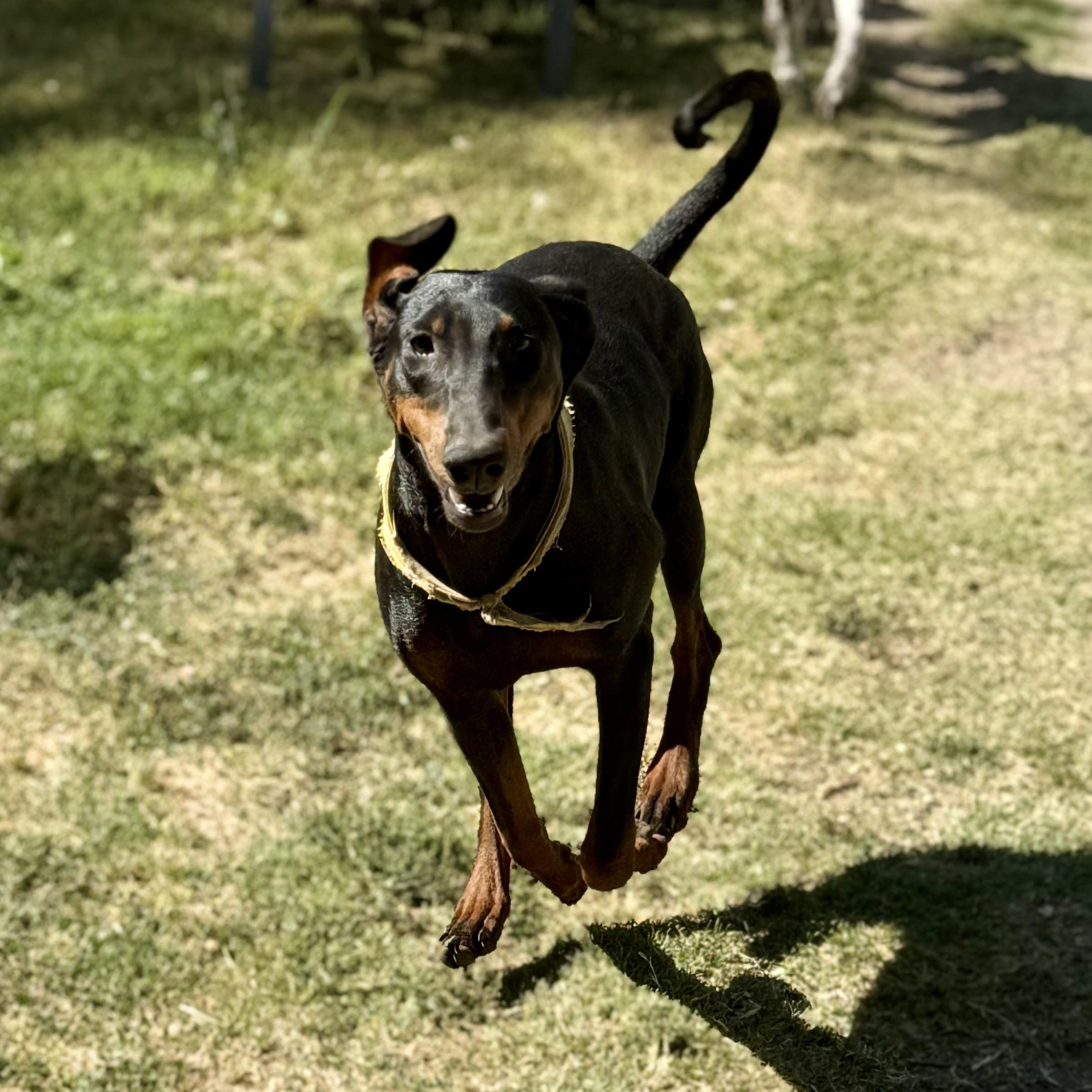 Daisy