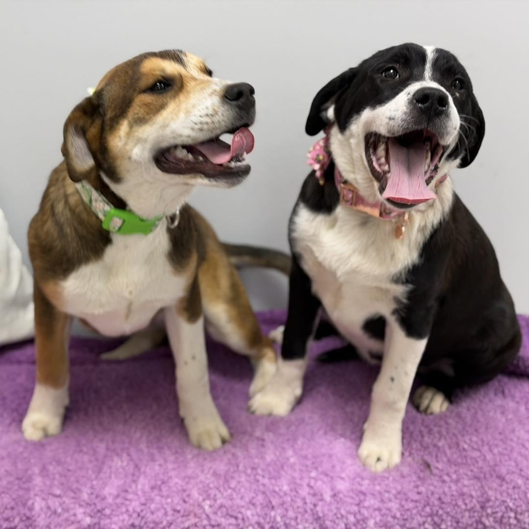 Georgia, a ADOPTABLE mixed breed in Effingham, IL image 2/3