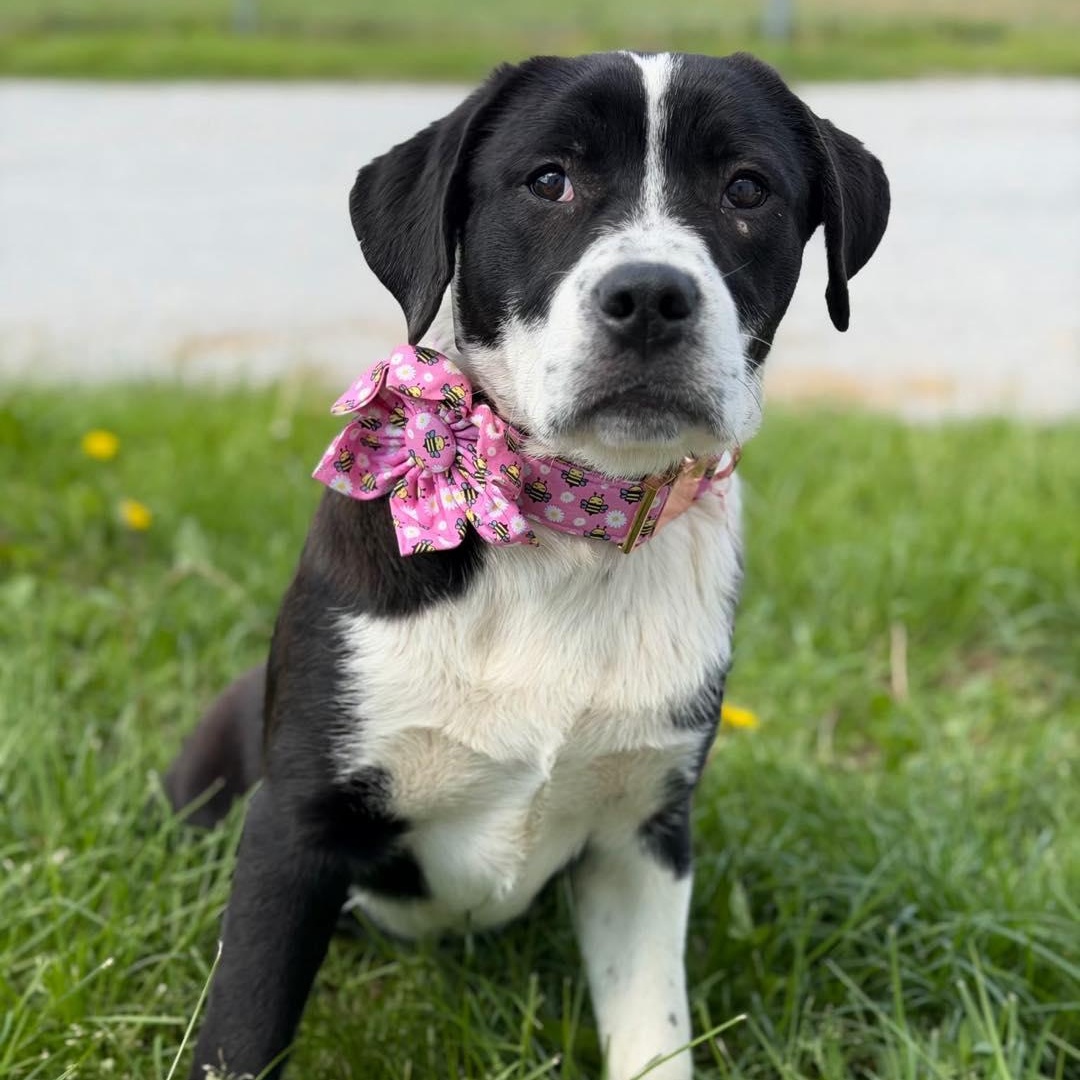 Georgia, a ADOPTABLE mixed breed in Effingham, IL image 1/3