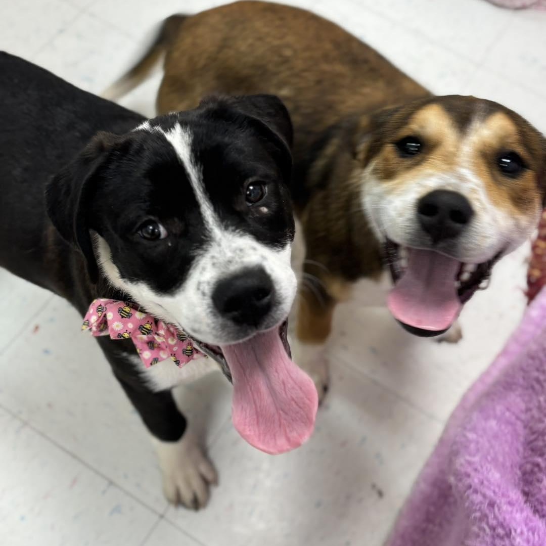 Georgia, a ADOPTABLE mixed breed in Effingham, IL image 3/3