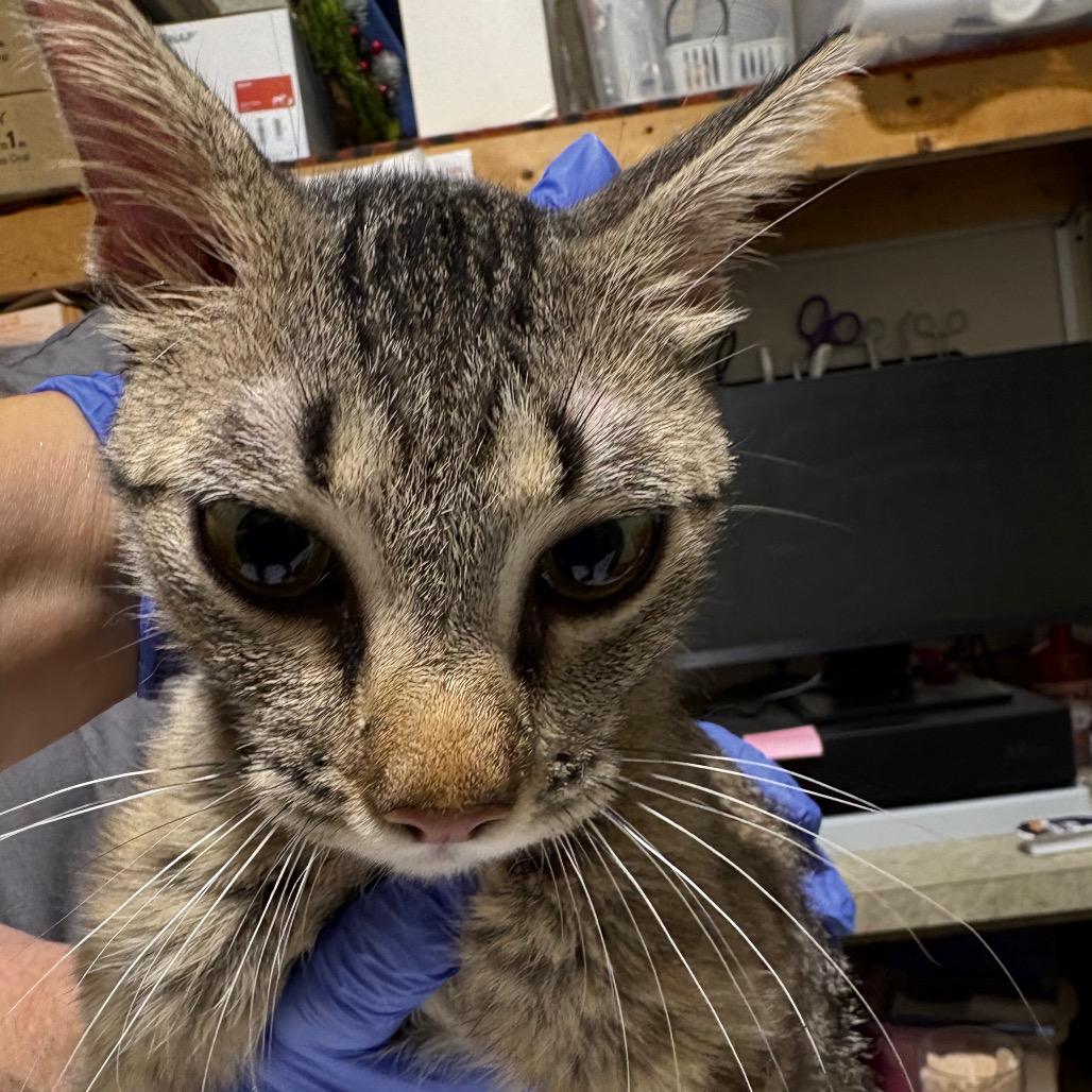 Mandy (Momma), Adoptable, Young Female Domestic Short Hair.