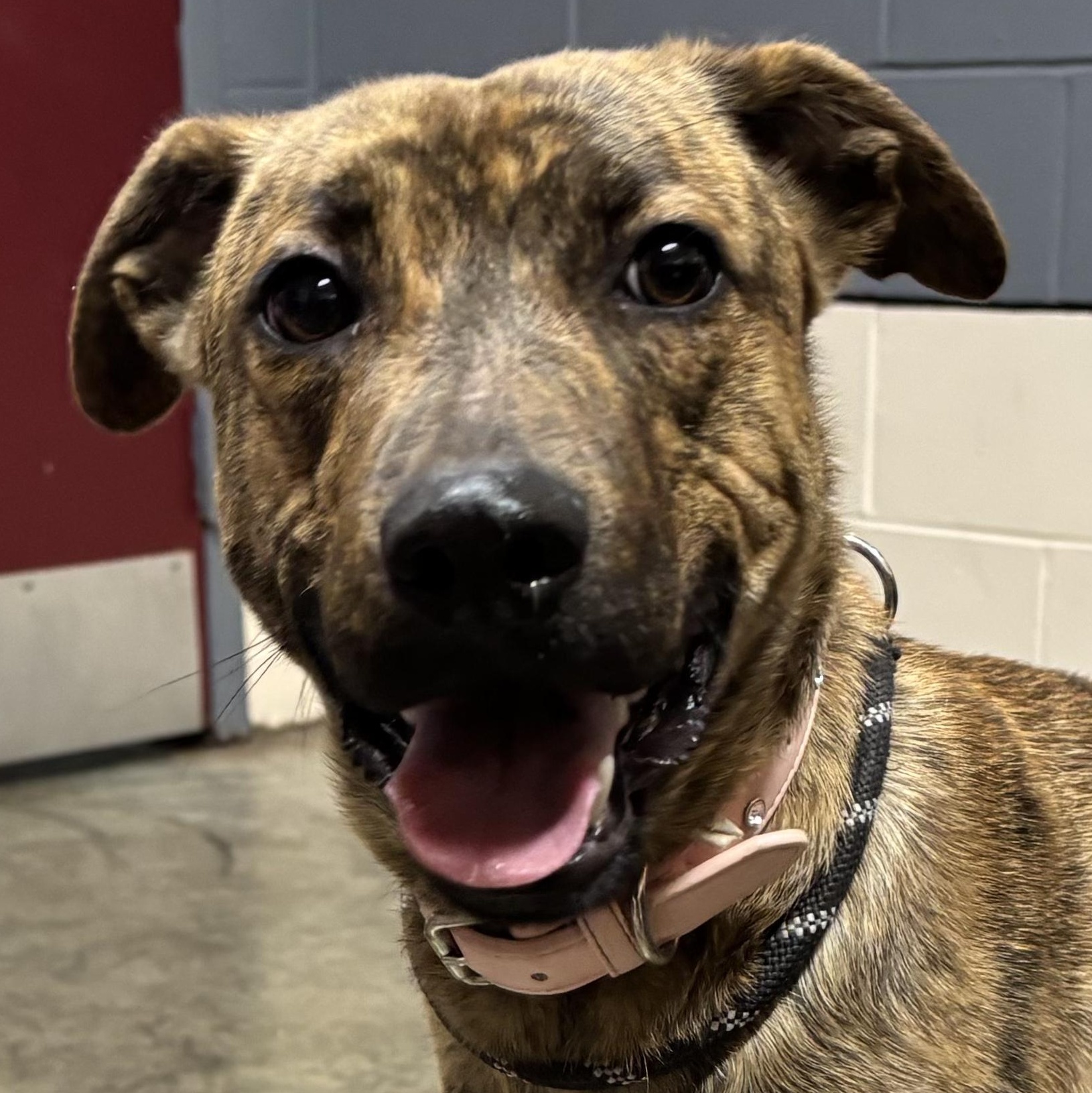 Baby, Adoptable, Adult Female Plott Hound.