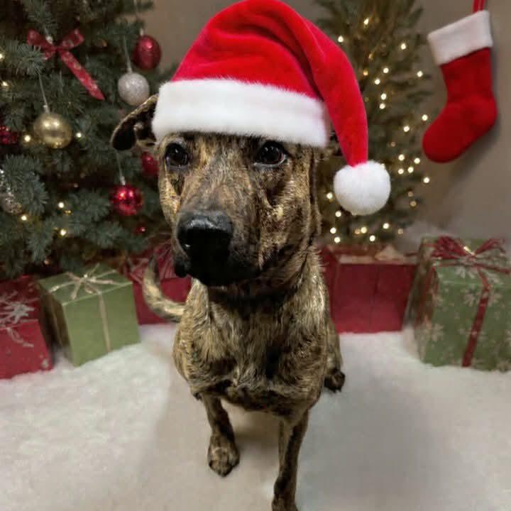 Baby, Adoptable, Adult Female Plott Hound.
