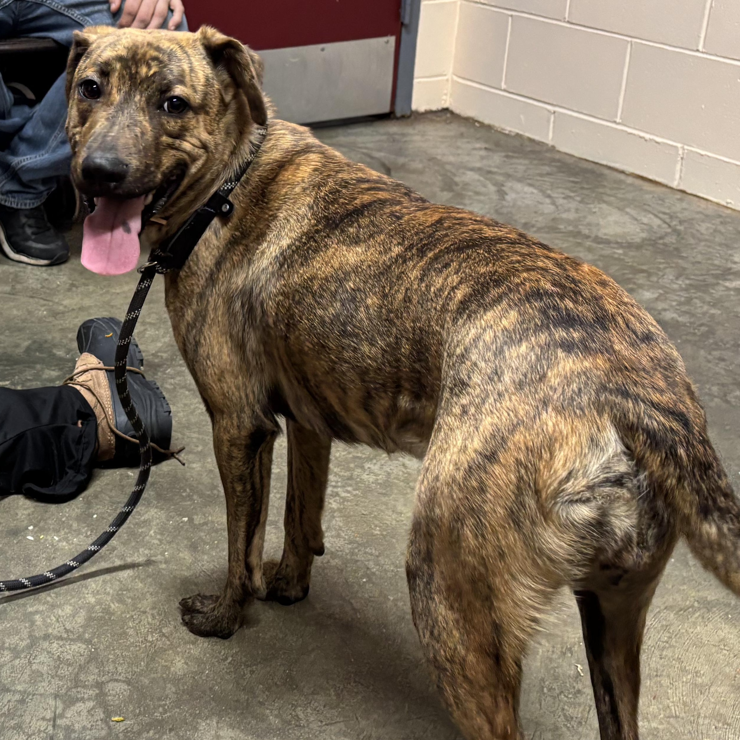 Enlarge Baby, a Adoptable Plott Hound in Saint Marys, WV image 2/5