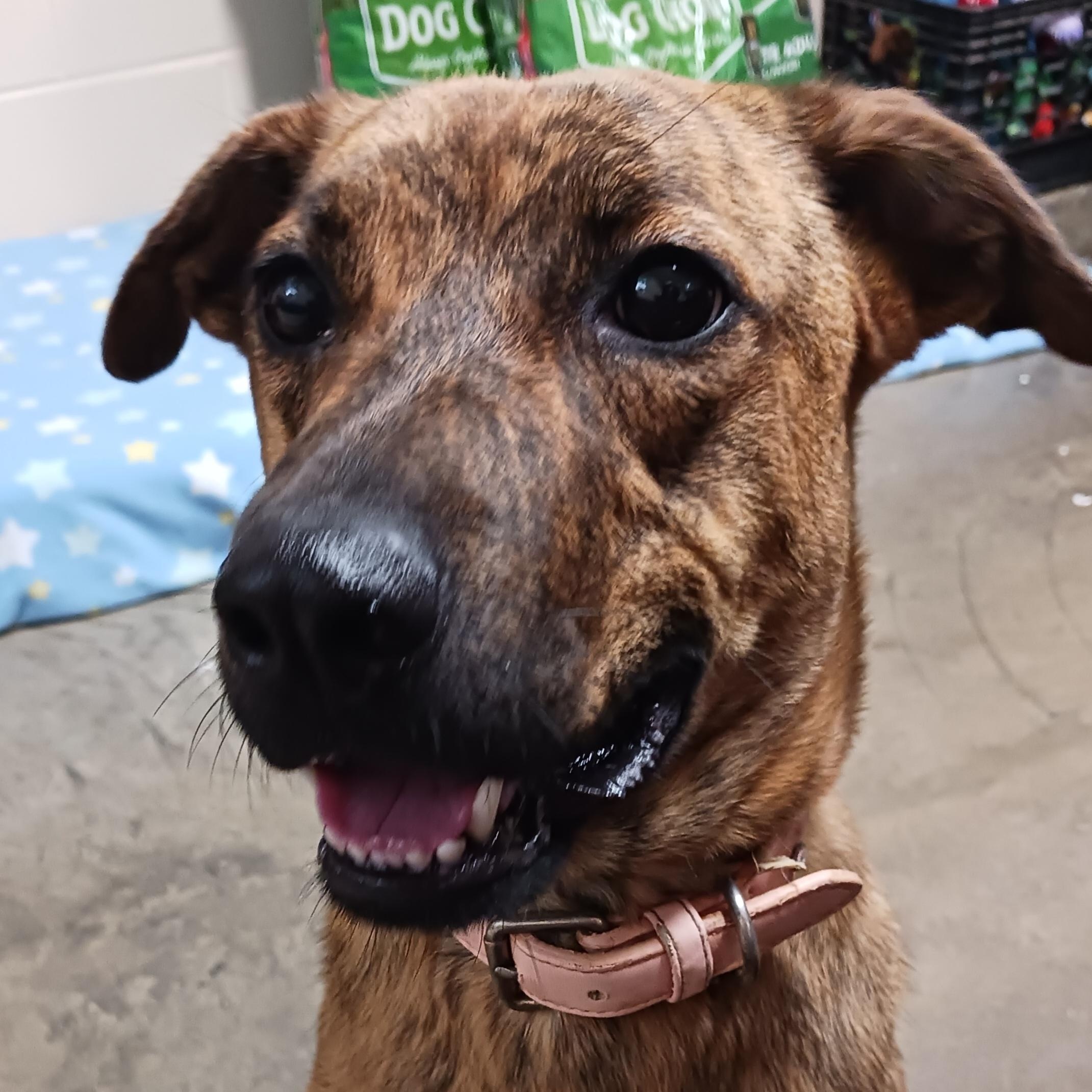Enlarge Baby, a Adoptable Plott Hound in Saint Marys, WV image 2/5
