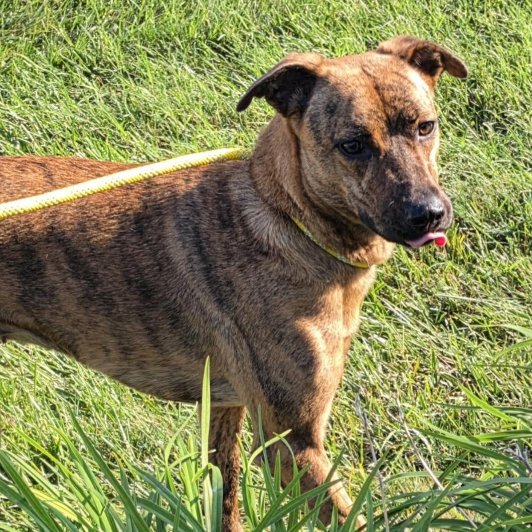 Enlarge Baby, a Adopted Plott Hound in Saint Marys, WV image 4/6