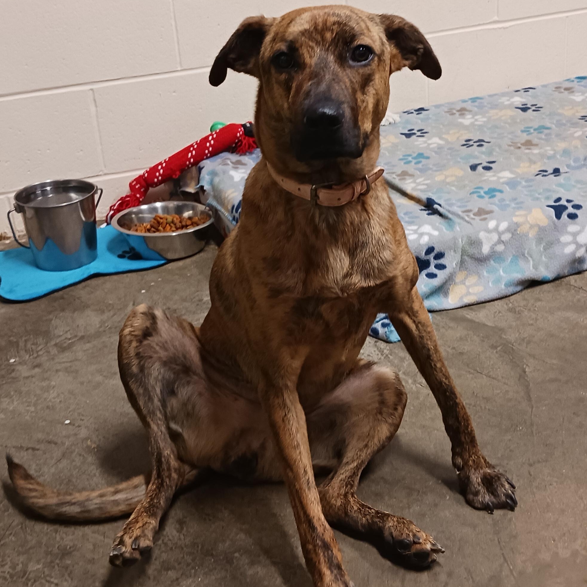 Enlarge Baby, a Adoptable Plott Hound in Saint Marys, WV image 4/5