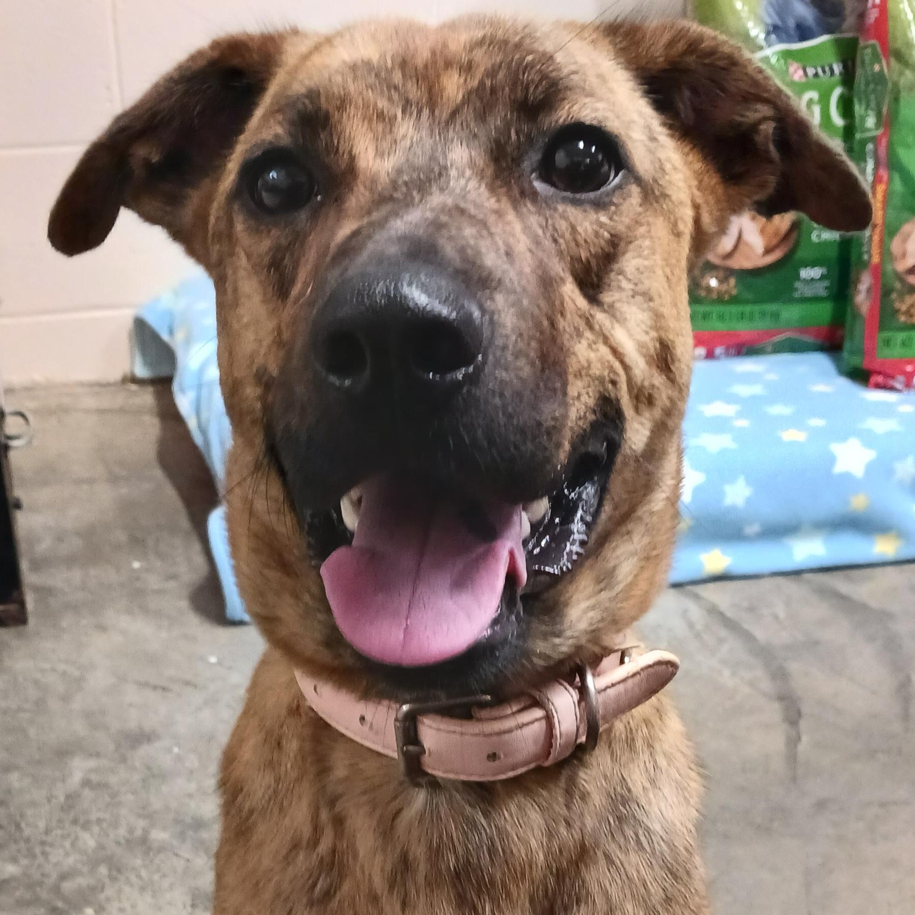 Enlarge Baby, a Adoptable Plott Hound in Saint Marys, WV image 1/5