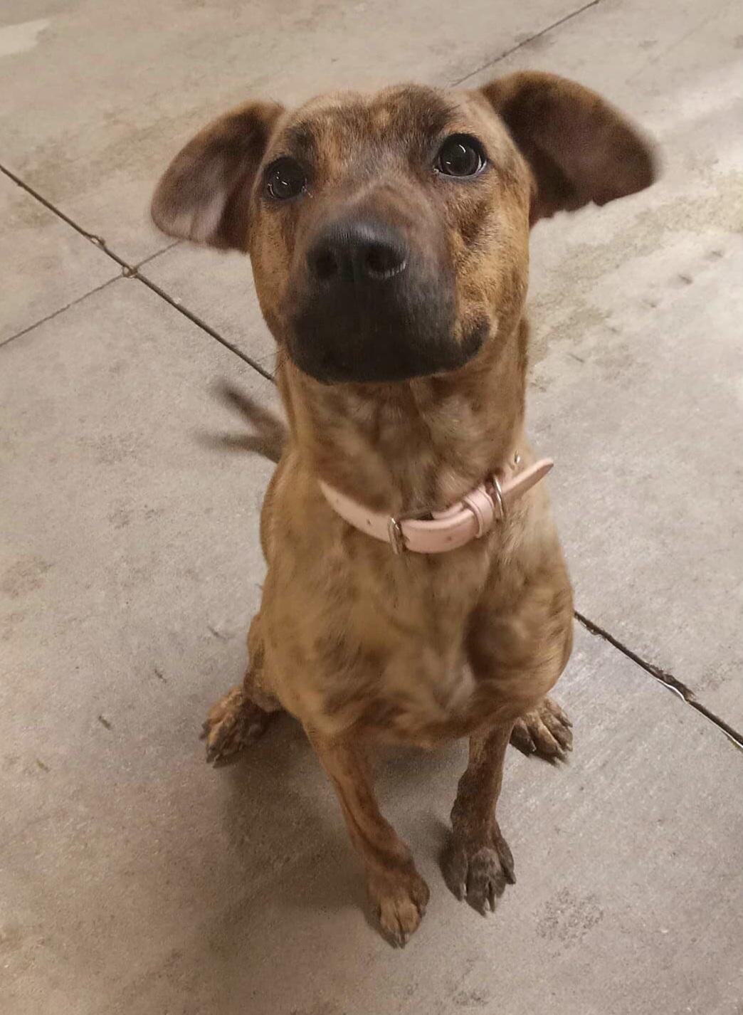 Baby, Adoptable, Adult Female Plott Hound.