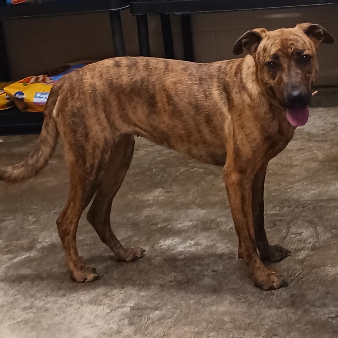 Enlarge Baby, a Adoptable Plott Hound in Saint Marys, WV image 5/5