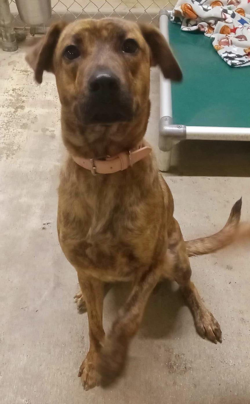 Enlarge Baby, a Adoptable Plott Hound in Saint Marys, WV image 2/4