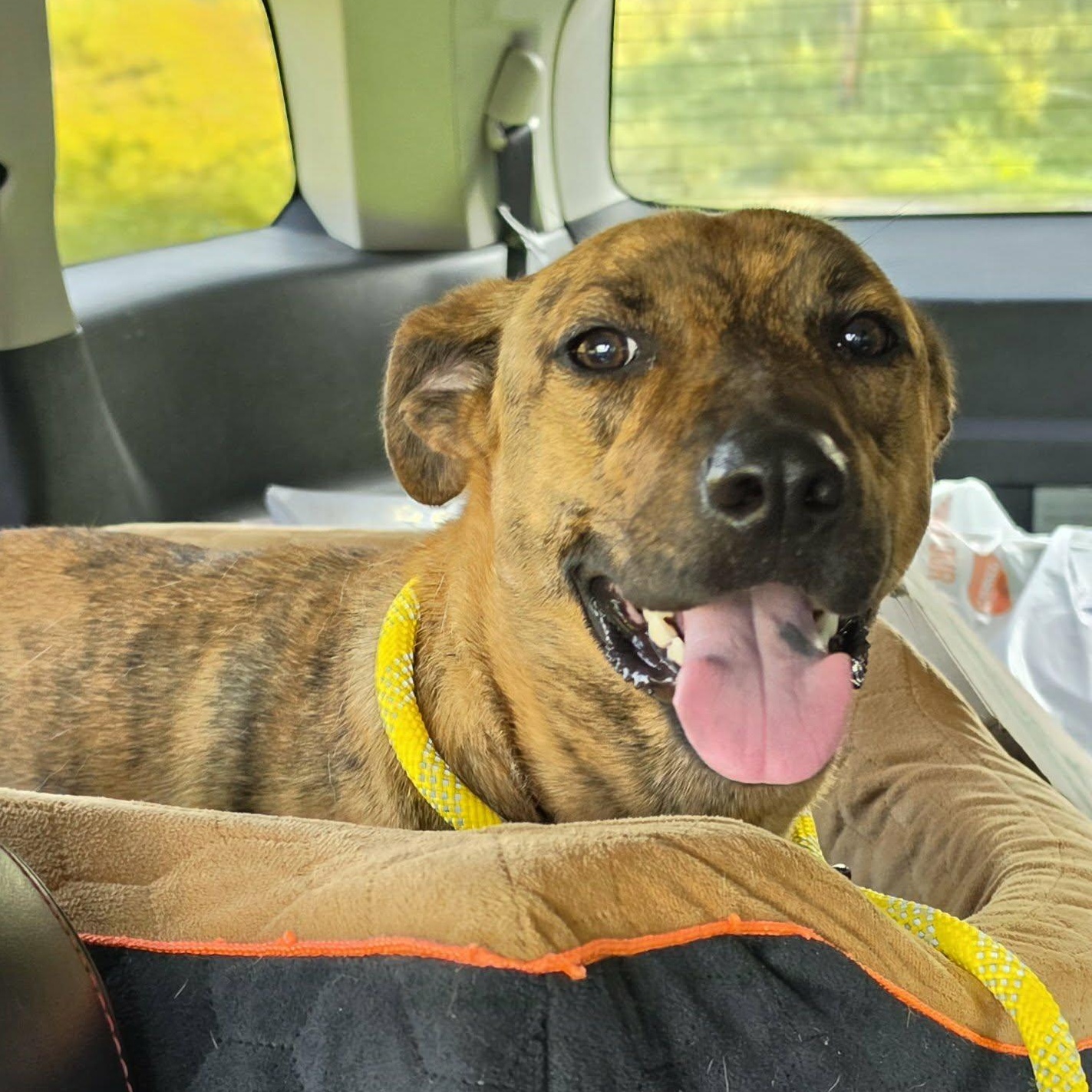 Enlarge Baby, a Adopted Plott Hound in Saint Marys, WV image 6/6
