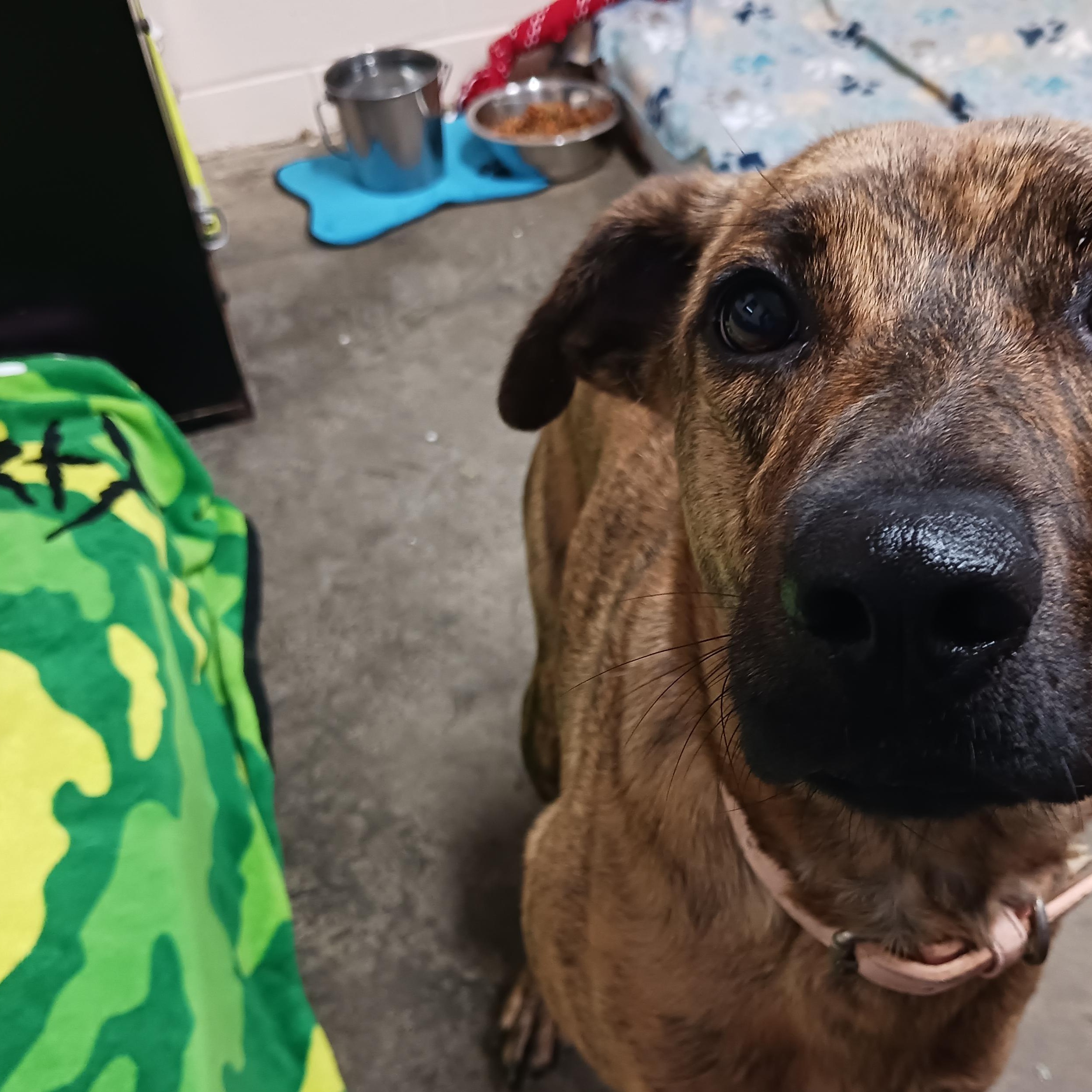 Enlarge Baby, a Adoptable Plott Hound in Saint Marys, WV image 3/5