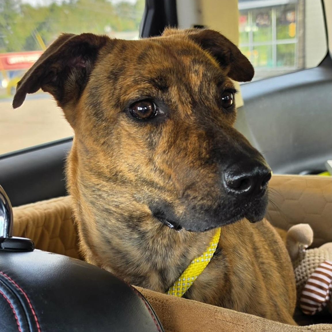 Enlarge Baby, a Adopted Plott Hound in Saint Marys, WV image 5/6