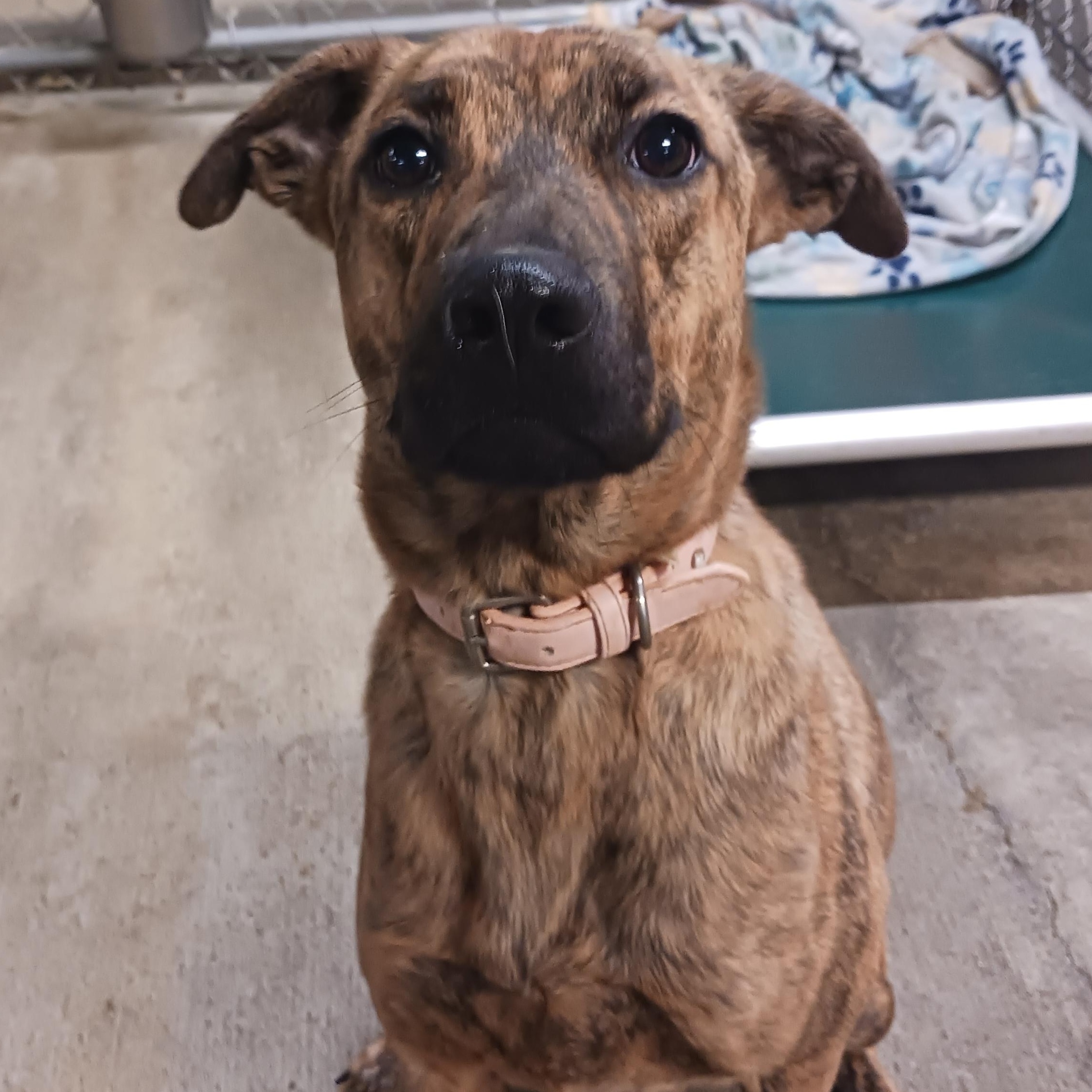 Enlarge Baby, a Adoptable Plott Hound in Saint Marys, WV image 2/5