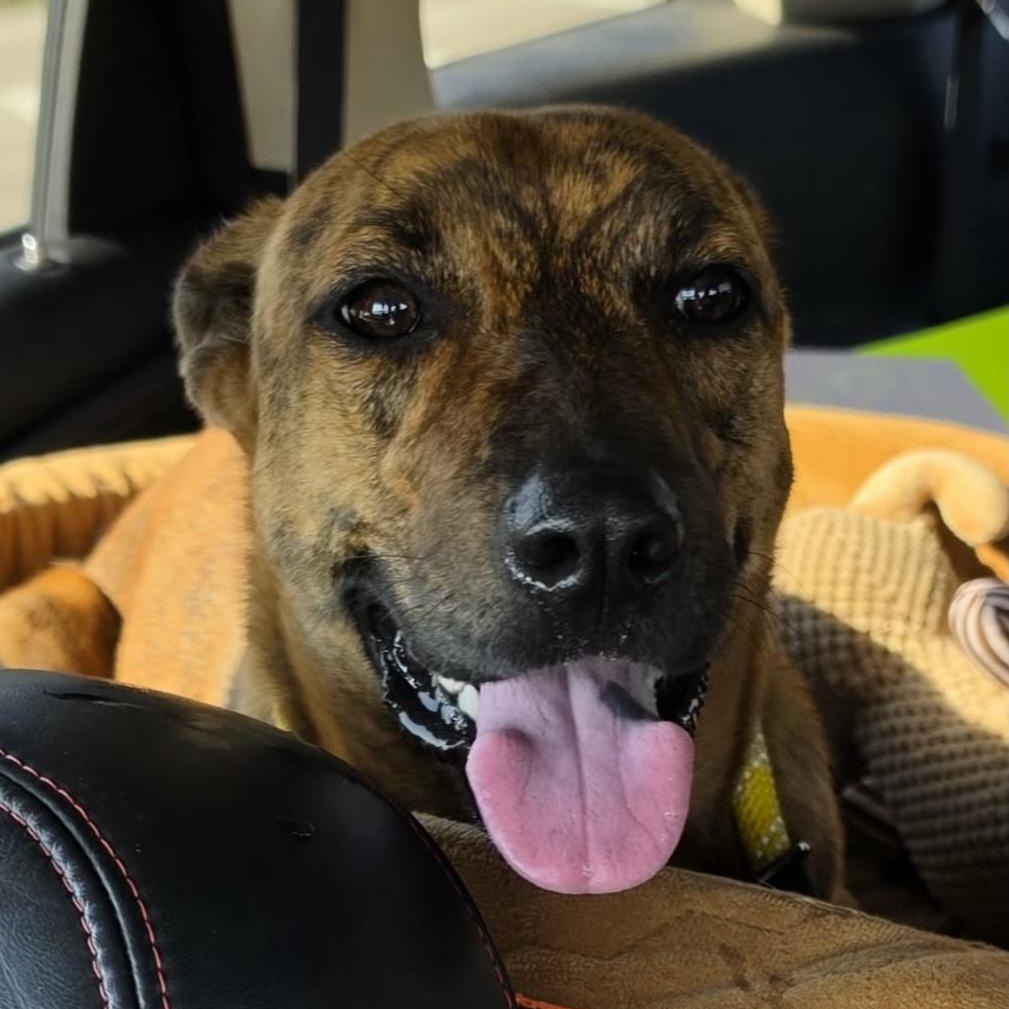 Enlarge Baby, a Adopted Plott Hound in Saint Marys, WV image 3/6