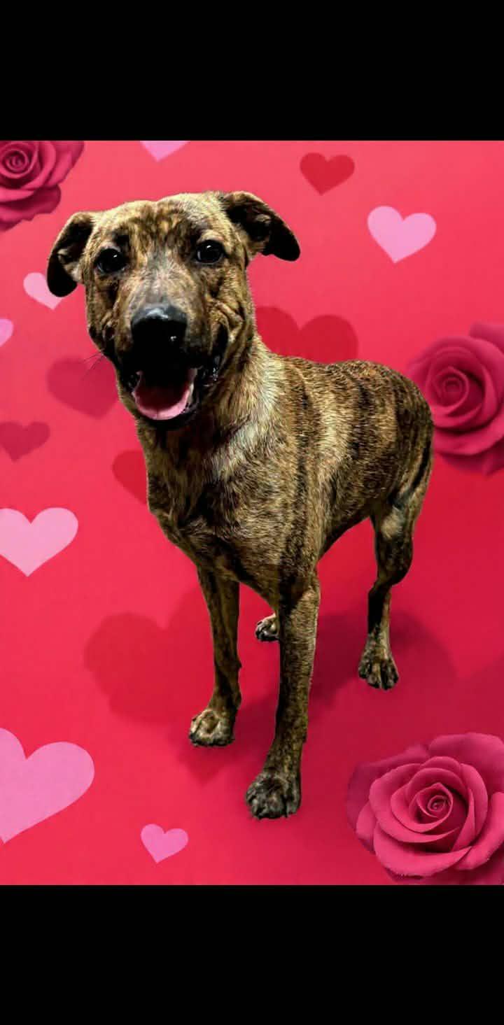 Enlarge Baby, a Adoptable Plott Hound in Saint Marys, WV image 1/6