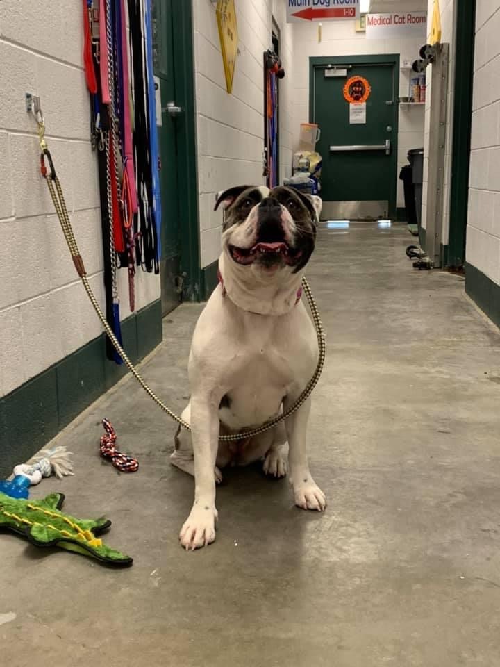 Marci, Adoptable, Adult Female American Bulldog.