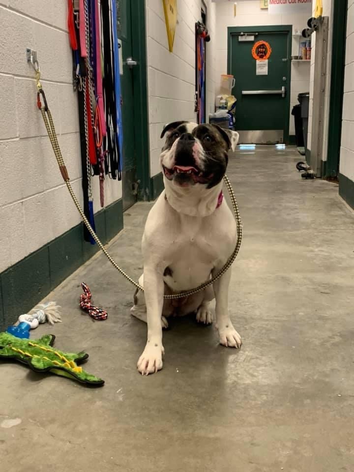 Enlarge Marci, a Adoptable mixed breed in Eagle, ID image 2/2