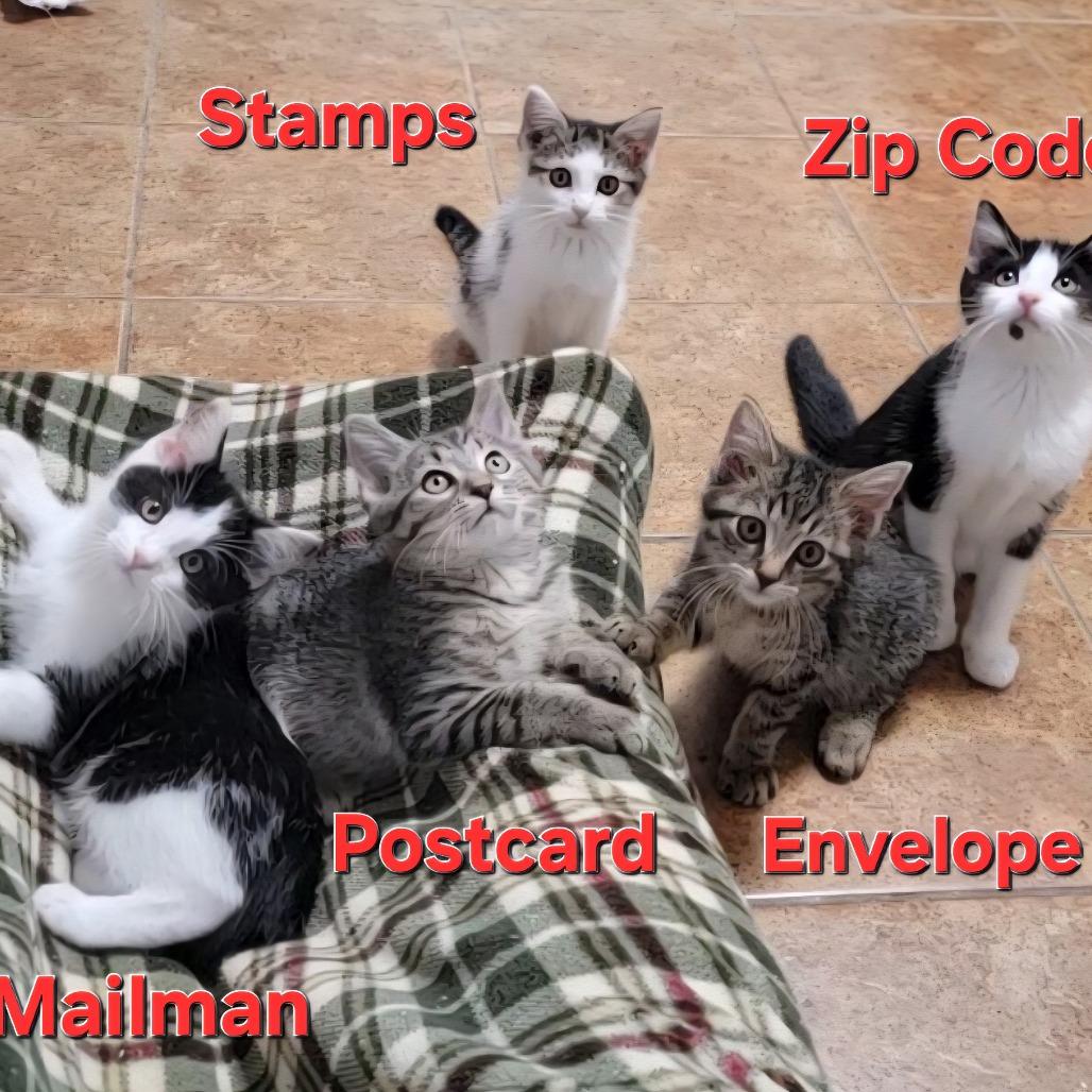 Enlarge Zip Code, a Adoptable Domestic Short Hair in Roselle, IL image 1/1