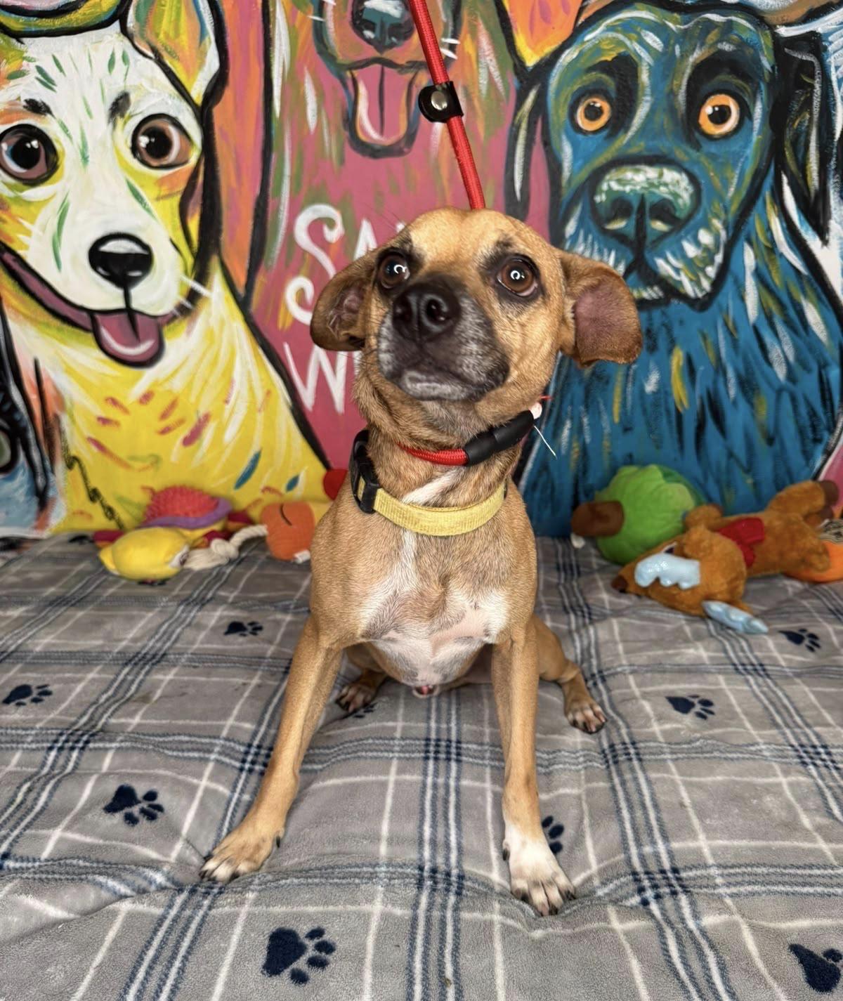 Mickey, a ADOPTABLE mixed breed in New York, NY image 2/3
