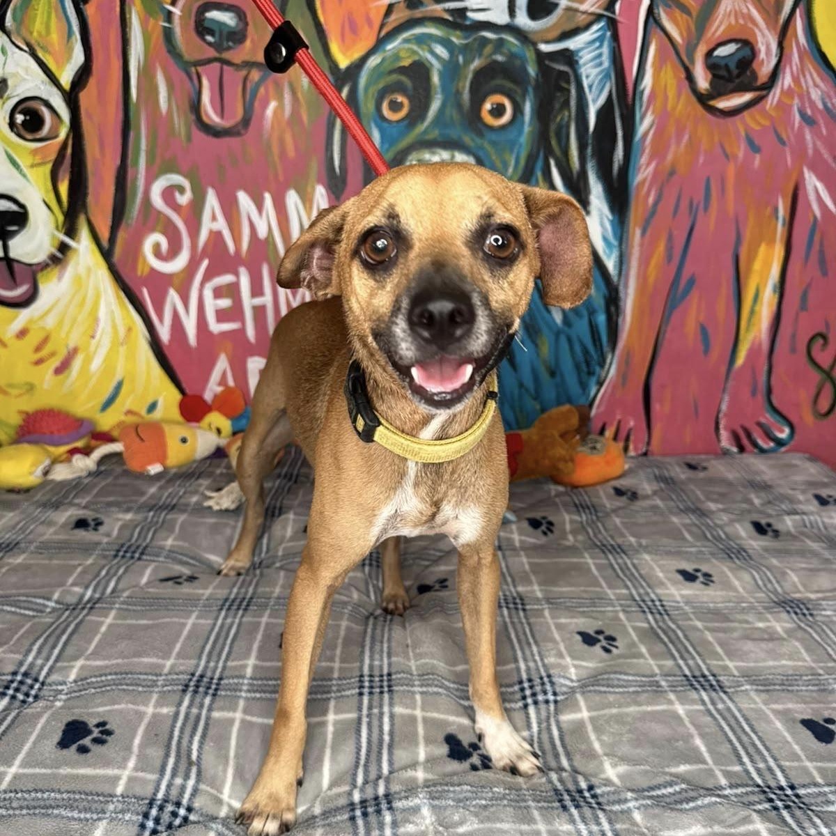 Mickey, ADOPTABLE, Adult Male Chihuahua.
