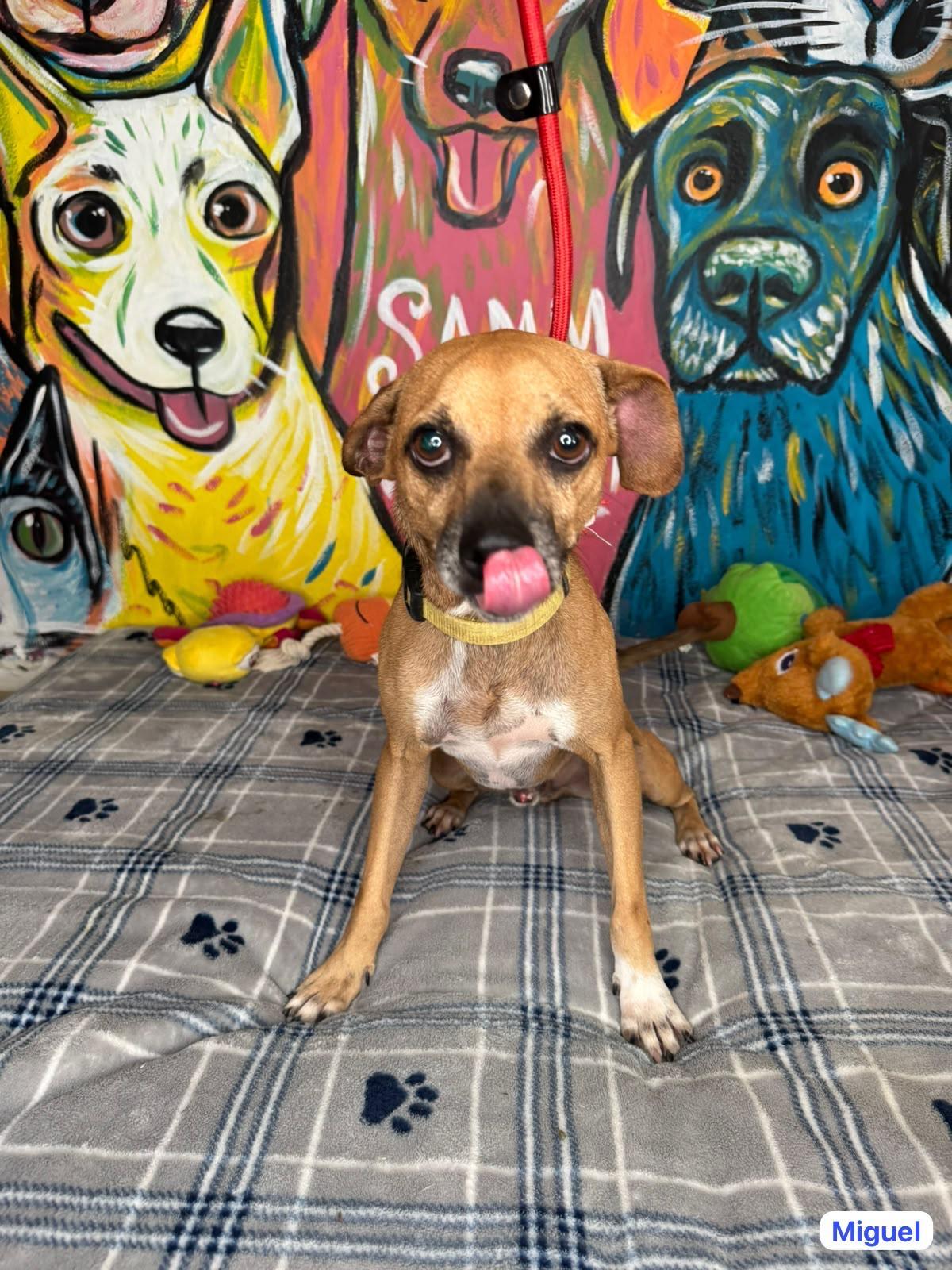 Mickey, a ADOPTABLE mixed breed in New York, NY image 3/3