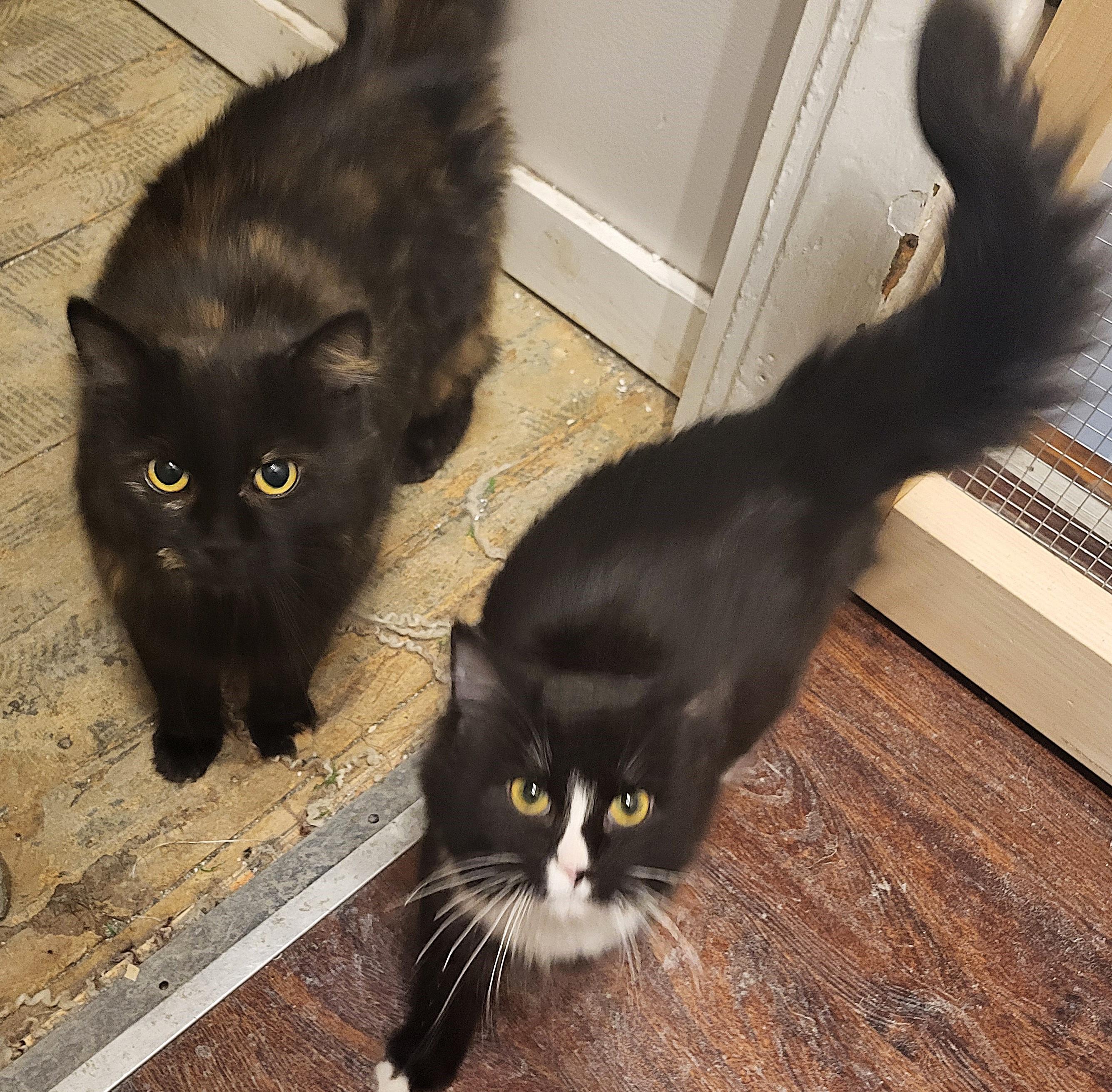 Honey Bee and Sprout, an adopted mixed breed in Bennington, VT image 1/3