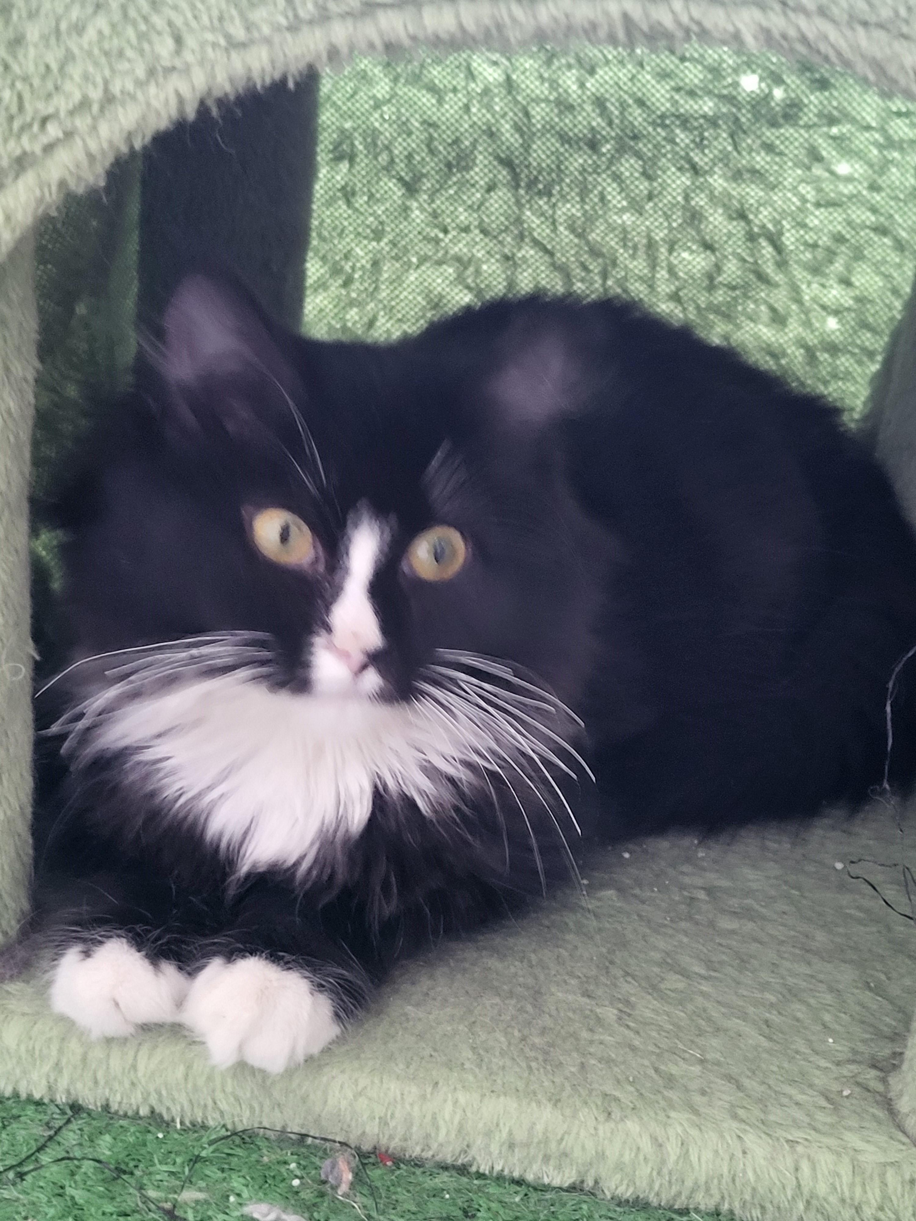 Honey Bee and Sprout, an adopted mixed breed in Bennington, VT image 2/3