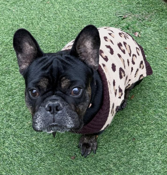 Enlarge Prince, a Adoptable French Bulldog in Fishkill, NY image 2/6