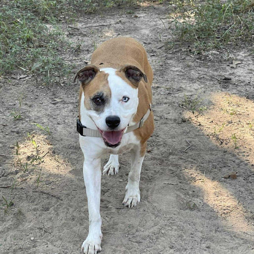 Enlarge Levi, a Adoptable Pit Bull Terrier in Wadena, MN image 2/6
