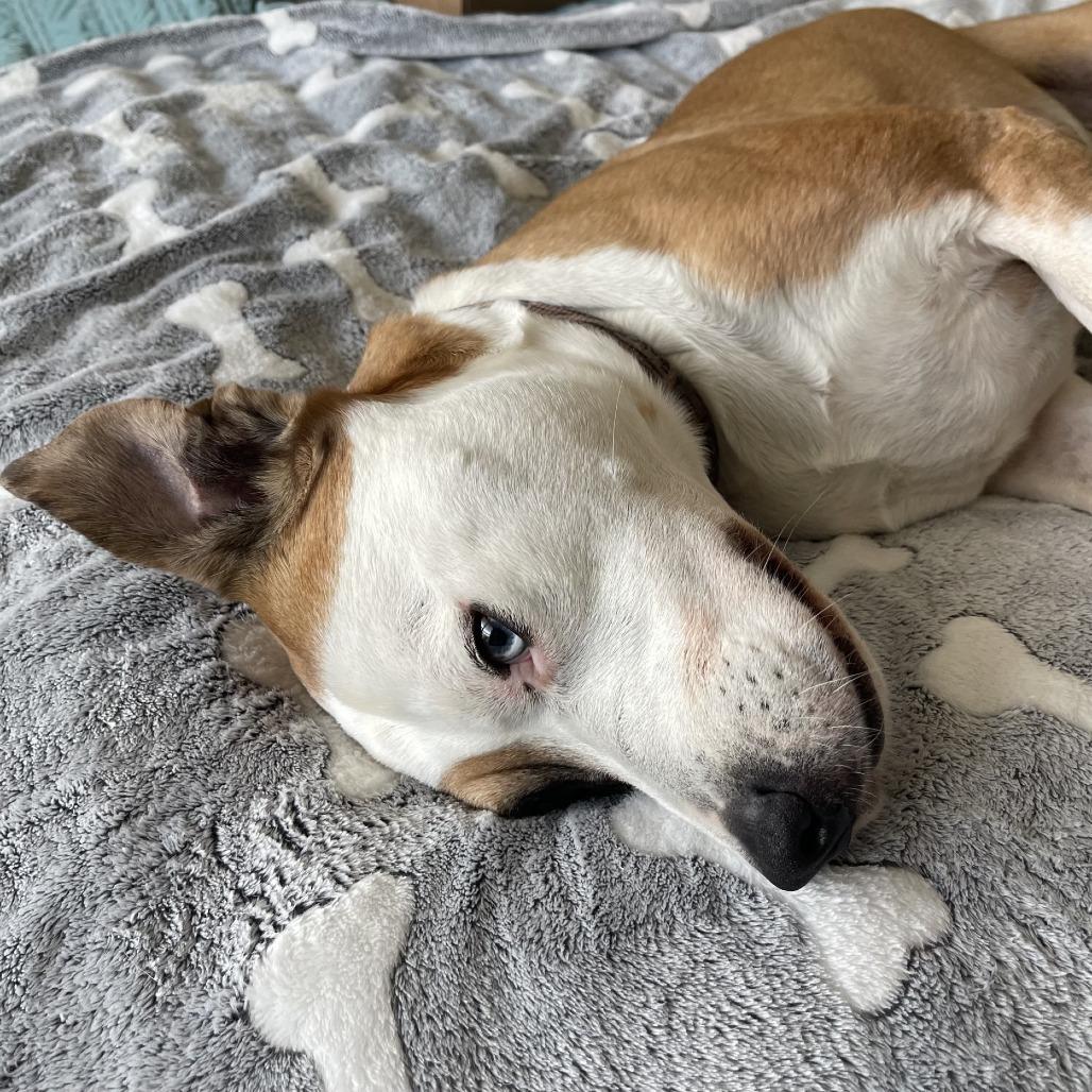 Enlarge Levi, a Adoptable Pit Bull Terrier in Wadena, MN image 6/6