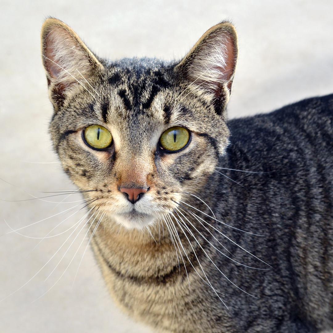 Leo, adopted, Young Male Domestic Short Hair & Tiger.