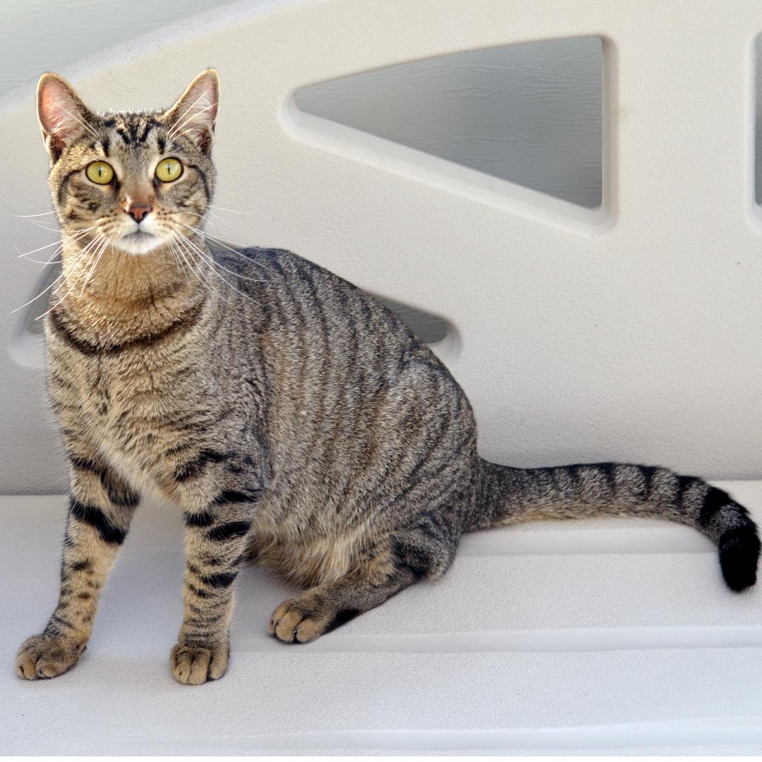 Enlarge Leo, an adopted mixed breed in Sanford, FL image 2/2