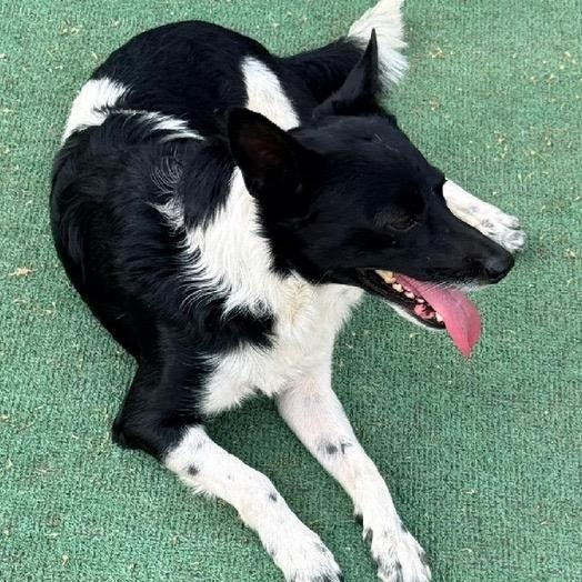 Luca, a ADOPTABLE mixed breed in San Diego, CA image 3/6