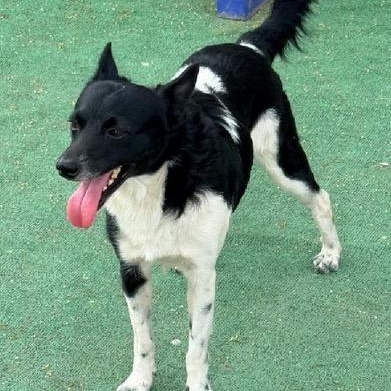 Luca, a ADOPTABLE mixed breed in San Diego, CA image 4/6