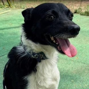 Luca, a ADOPTABLE mixed breed in San Diego, CA image 2/6