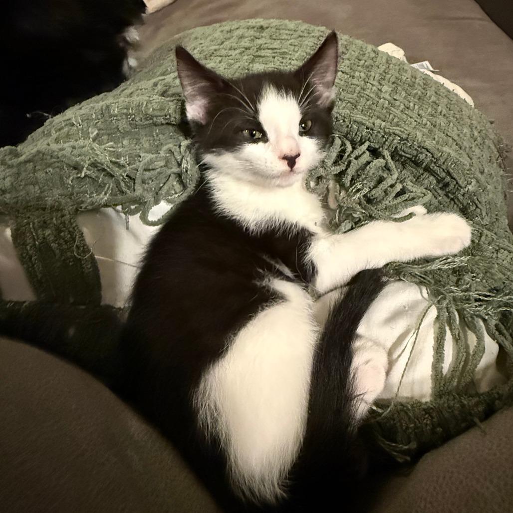 Enlarge Mothman, a Adoptable Domestic Short Hair in Morrisville, VT image 1/5