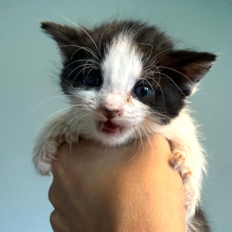 Enlarge Mothman, a Adoptable Domestic Short Hair in Morrisville, VT image 2/5