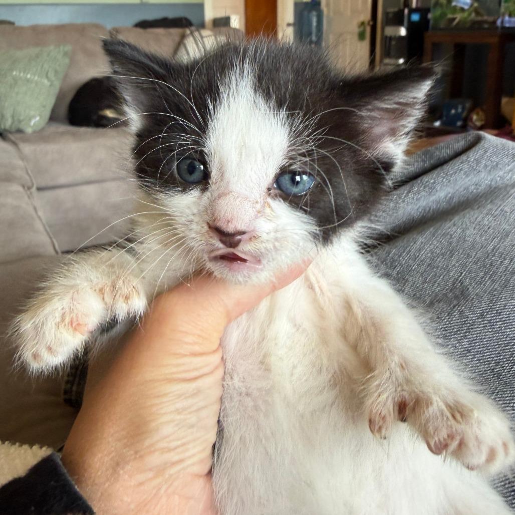Enlarge Mothman, a Adoptable Domestic Short Hair in Morrisville, VT image 3/5