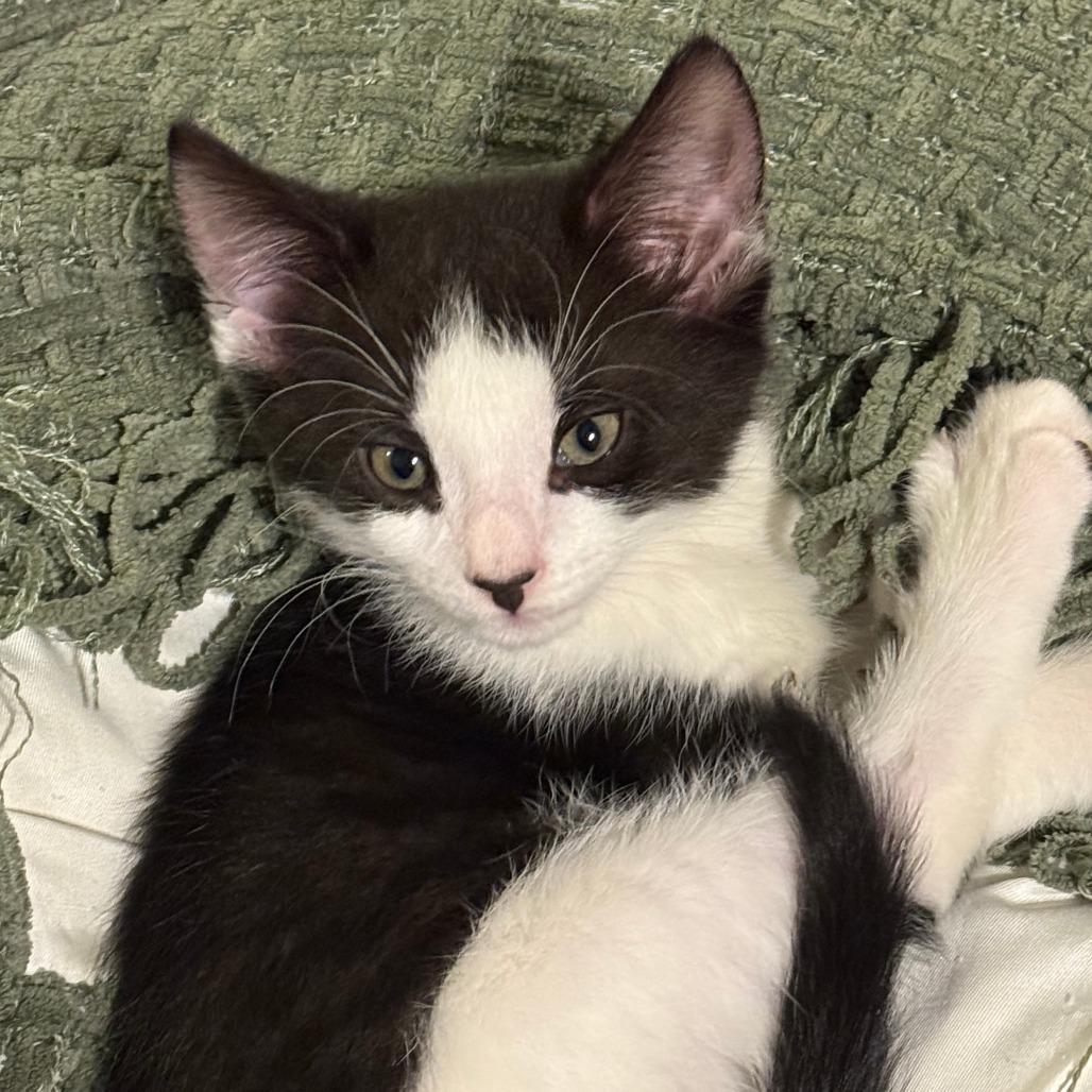 Enlarge Mothman, a Adoptable Domestic Short Hair in Morrisville, VT image 4/5