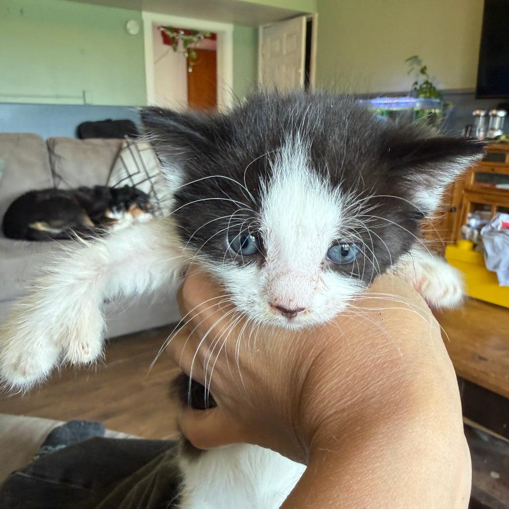 Enlarge Mothman, a Adoptable Domestic Short Hair in Morrisville, VT image 5/5