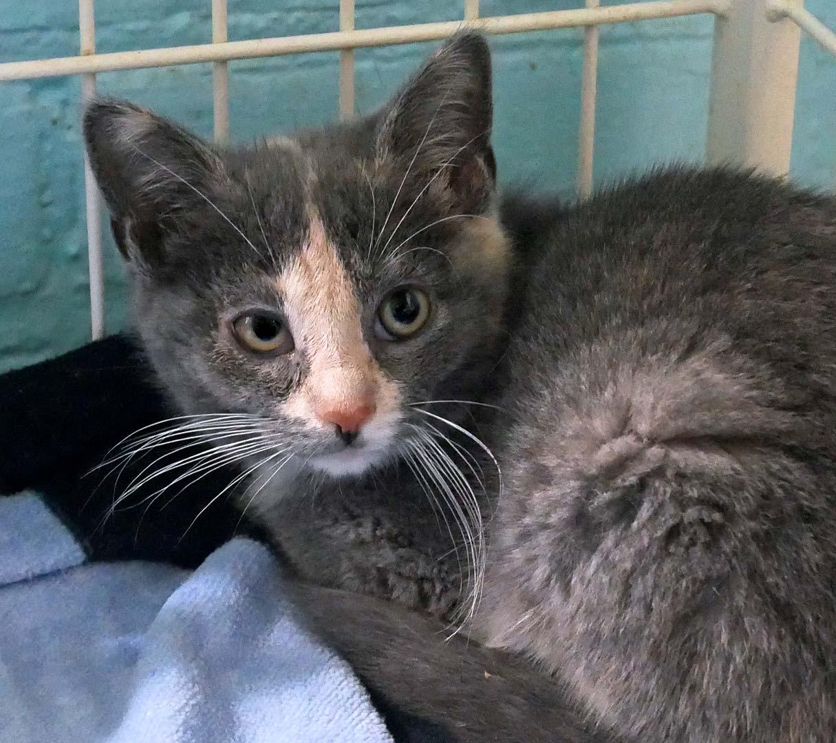 Slate, ADOPTABLE, Kitten Female Dilute Calico.