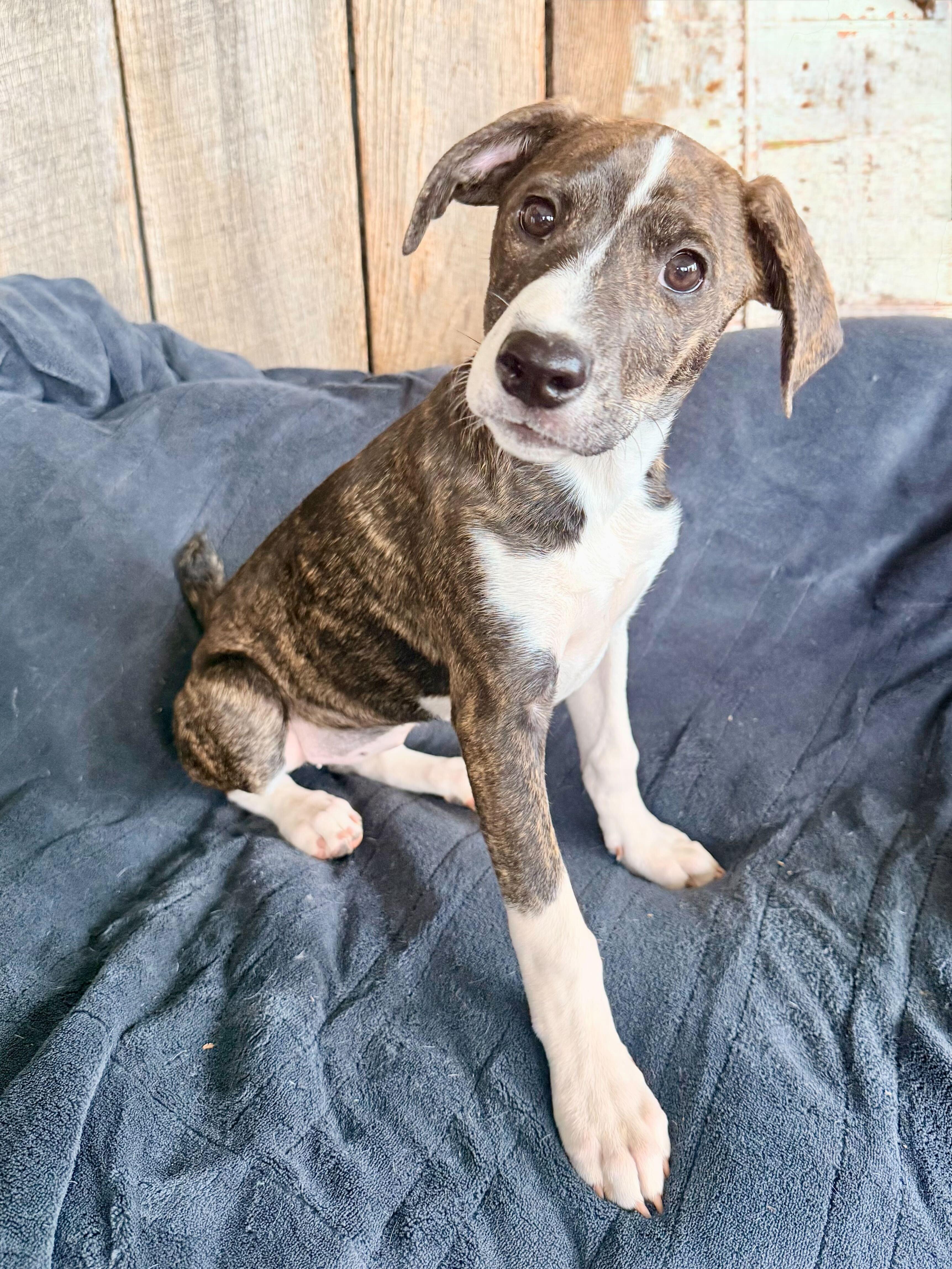 Enlarge Dayna, a Adoptable mixed breed in Pittsburgh, PA image 3/4